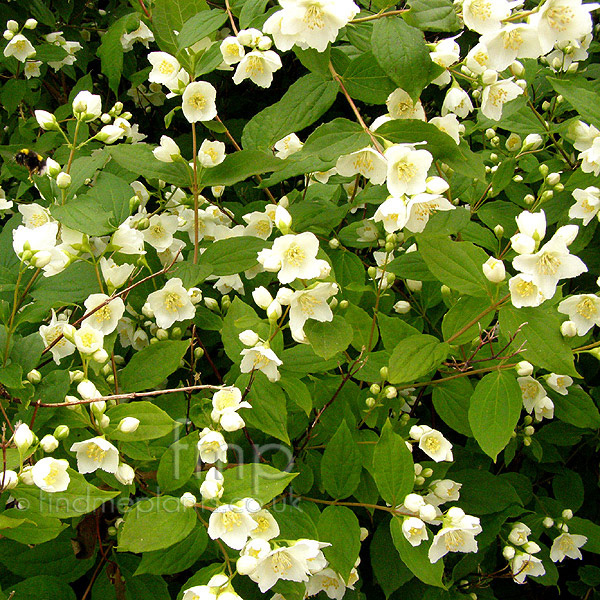 Big Photo of Philadelphus Caucasicus