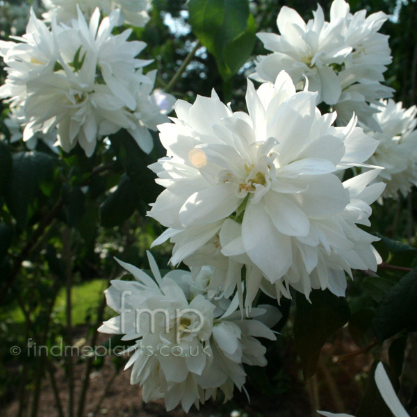 Big Photo of Philadelphus Rusalka Fl