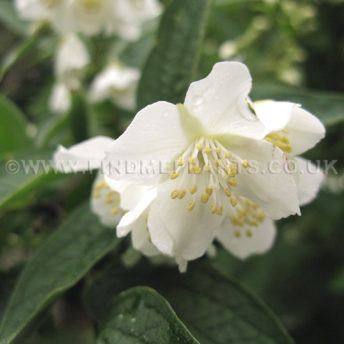 Big Photo of Philadelphus Subcanus
