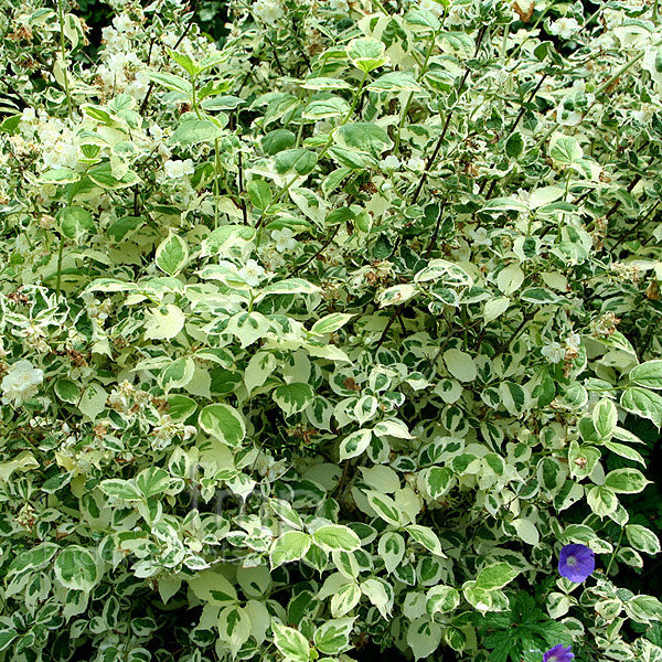 Big Photo of Philadelphus Variegatus