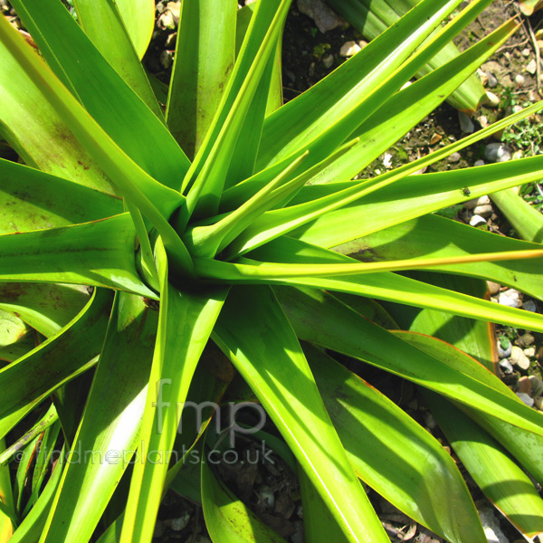 Big Photo of Phiphofia Northiae