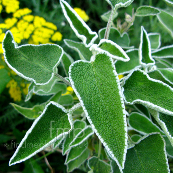 Big Photo of Phlomis Leucophracta Lf