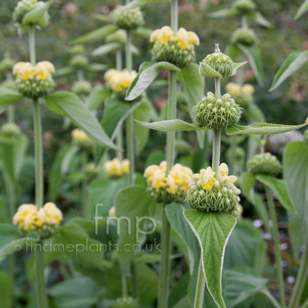 Big Photo of Phlomis Russeliana Fl