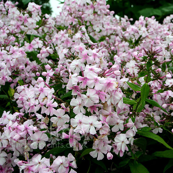 phlox discovery