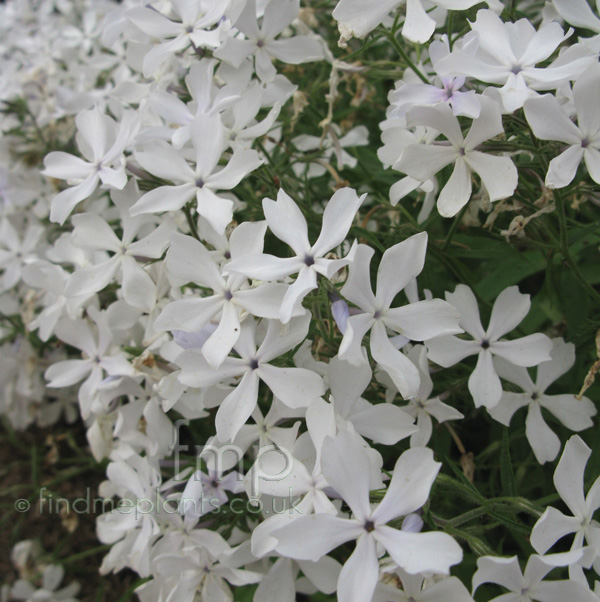 Big Photo of Phlox Maybreeze Fl