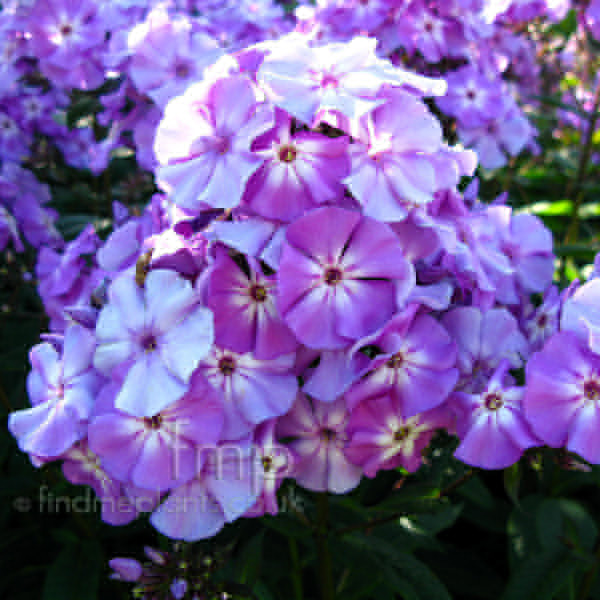 Big Photo of Phlox Paniculata Skylight