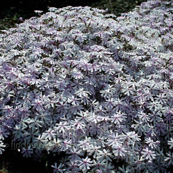 Big Photo of Phlox Petticoat
