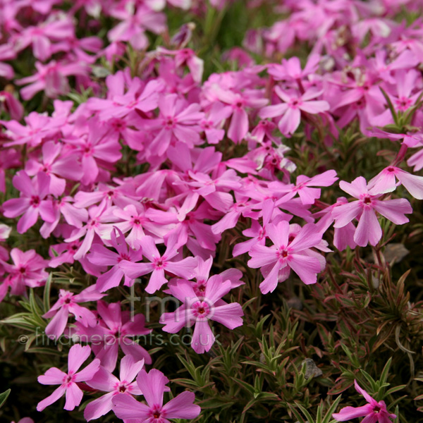 Big Photo of Phlox Subulata Nettletonvariation Fl
