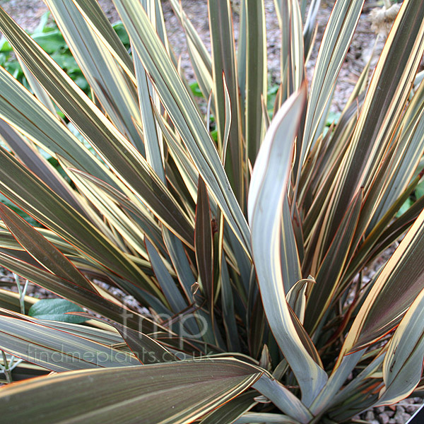 Big Photo of Phormium Alisonblackman