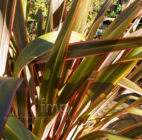 Big Photo of Phormium Sundowner