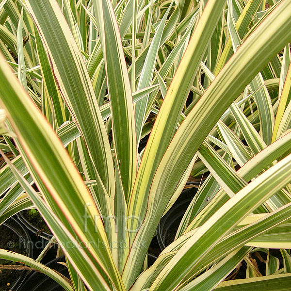 Big Photo of Phormium Tricolor