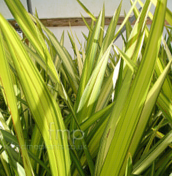Big Photo of Phormium Yellow Wave