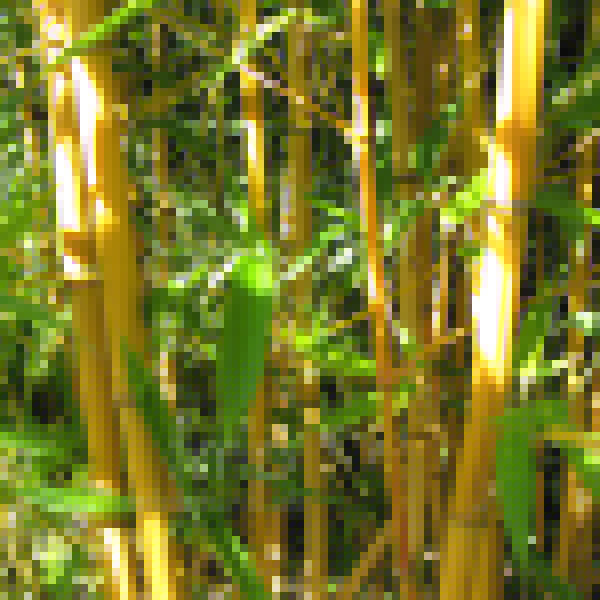 Big Photo of Phyllostachys Aureocaulis Stem