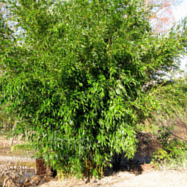 Big Photo of Phyllostachys Aureosulcata Spectabilis