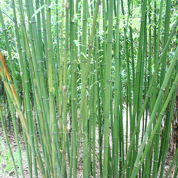 Big Photo of Phyllostachys Bambu