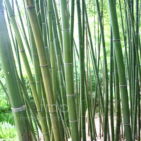 Big Photo of Phyllostachys Edulis