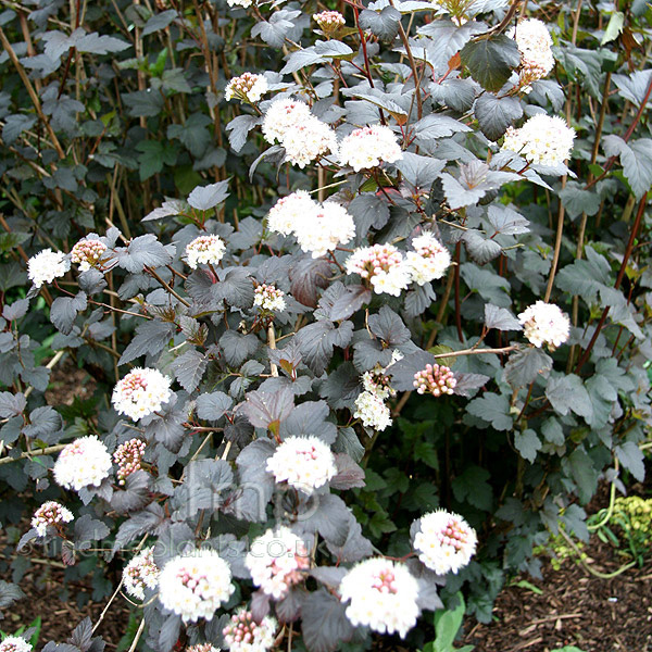 Big Photo of Physocarpus Diabolo