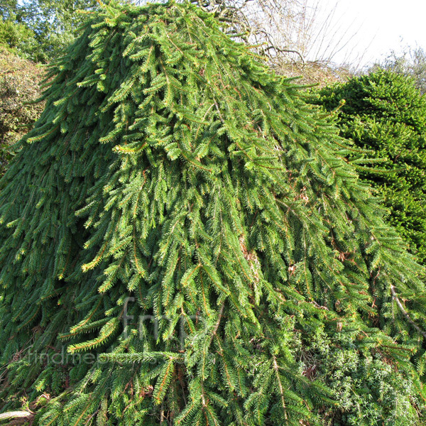 Big Photo of Picea Inversa