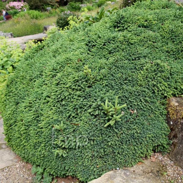 Big Photo of Picea Mariana Nana