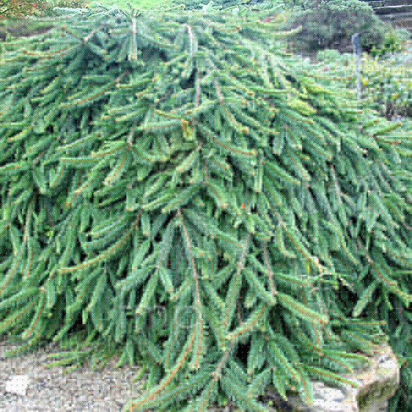 Big Photo of Picea Reflexa
