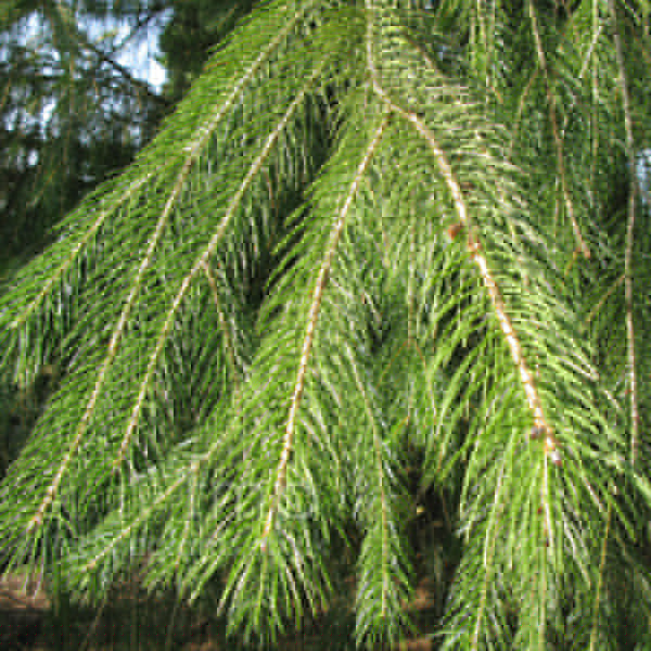 Big Photo of Picea Smithiana