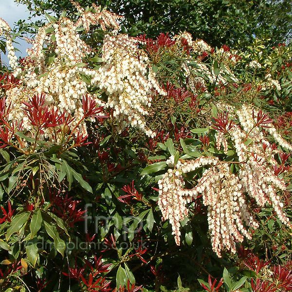 Big Photo of Pieris Jermyns