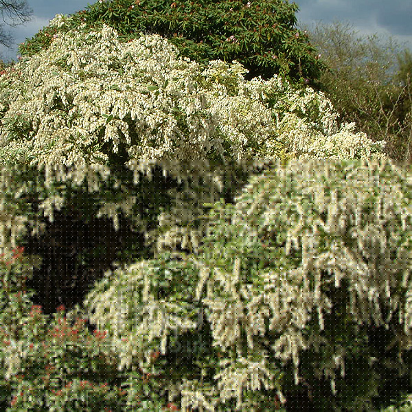 Big Photo of Pieris Lttleheath
