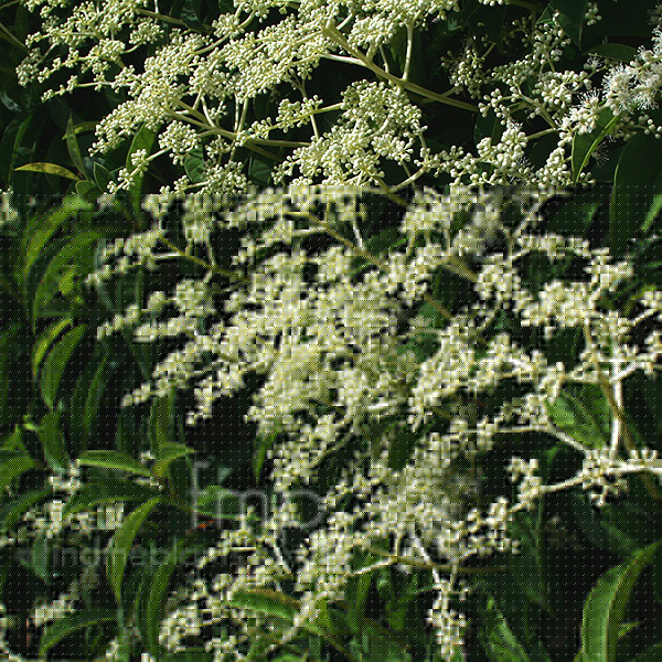 Big Photo of Pileostegia Viburnoides