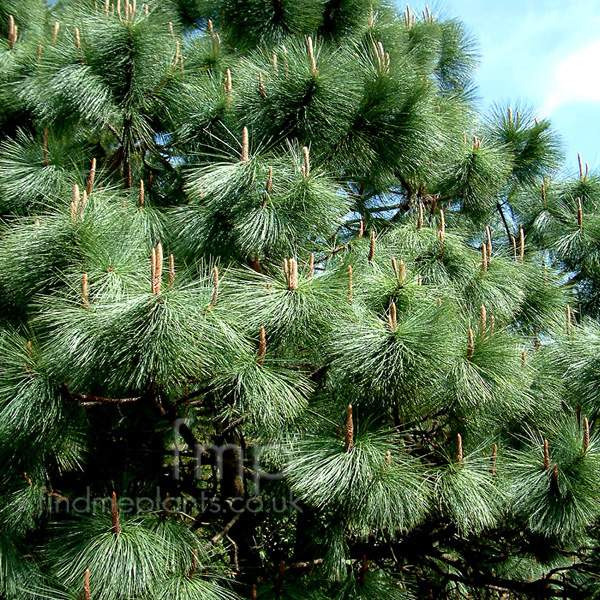 Big Photo of Pinus Montezuma