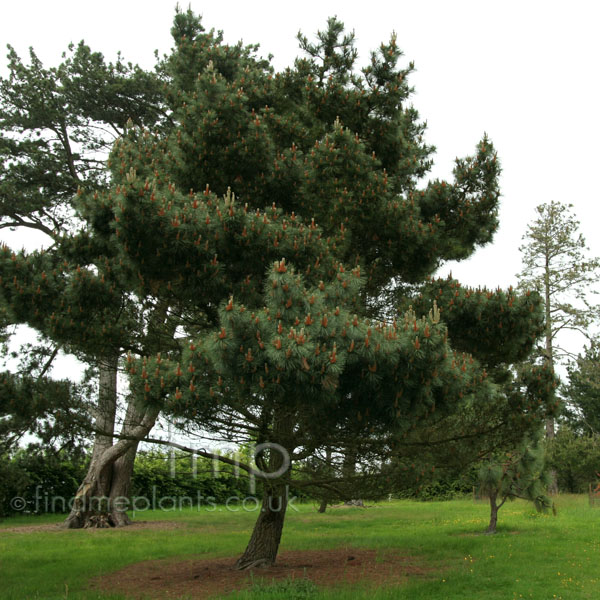 Big Photo of Pinus Muricata