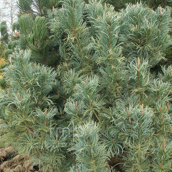 Big Photo of Pinus Pumila Blue Dwarf