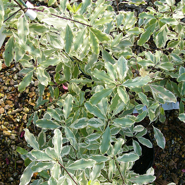 Big Photo of Pittosporum Eugenoidesvarie