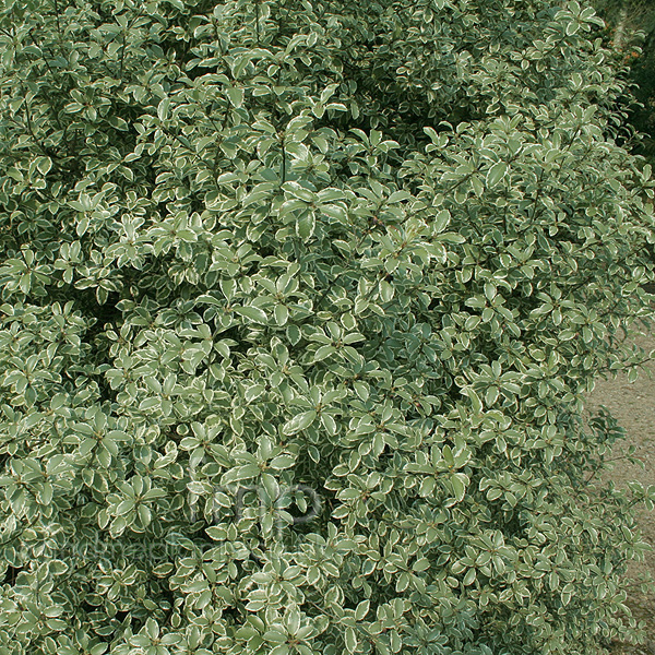 Big Photo of Pittosporum Marjory Channon