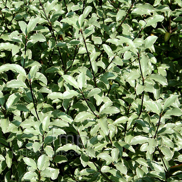 Big Photo of Pittosporum Silverprincess
