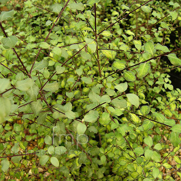 Big Photo of Pittosporum Tandaragold