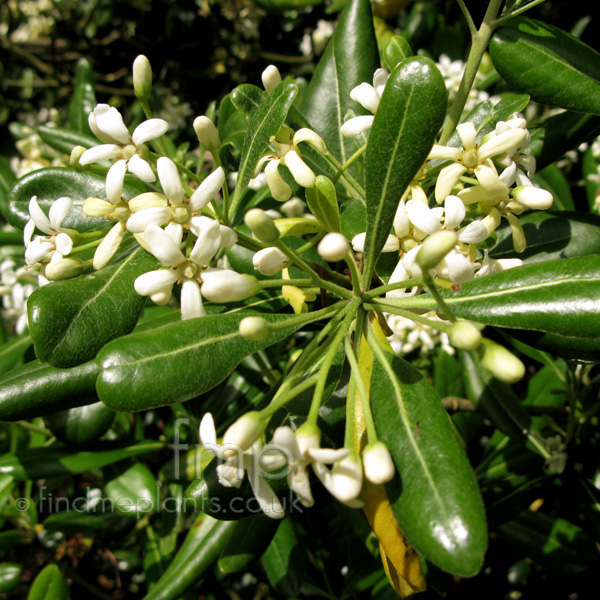 Big Photo of Pittosporum Tobira Fl