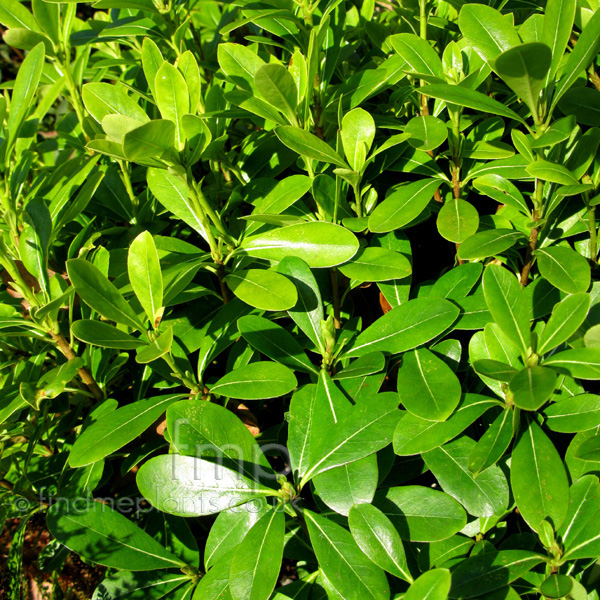 Big Photo of Pittosporum Tobira Nanum