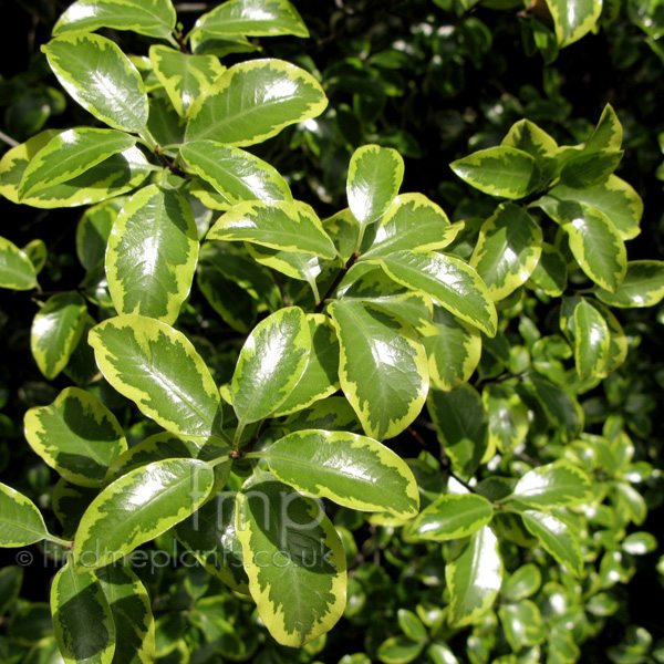 Big Photo of Pittosporum Wendlechannon Lf