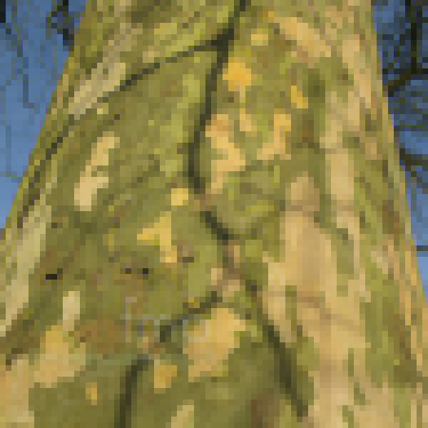 Big Photo of Platanus Acerifolia