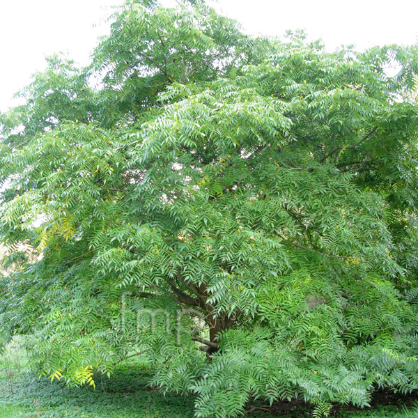 Big Photo of Platycarpa Strobilacea