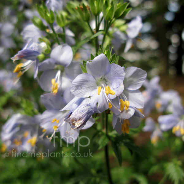 Big Photo of Polemonium Linifolium Fl