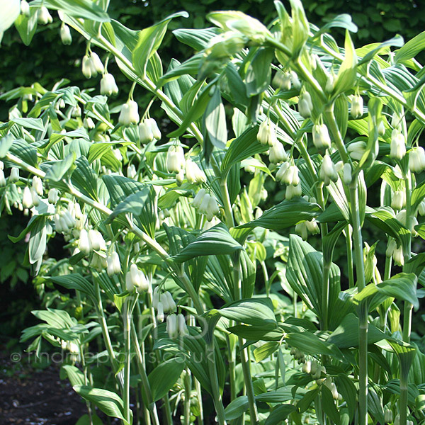 Big Photo of Polygonatum Hybridum