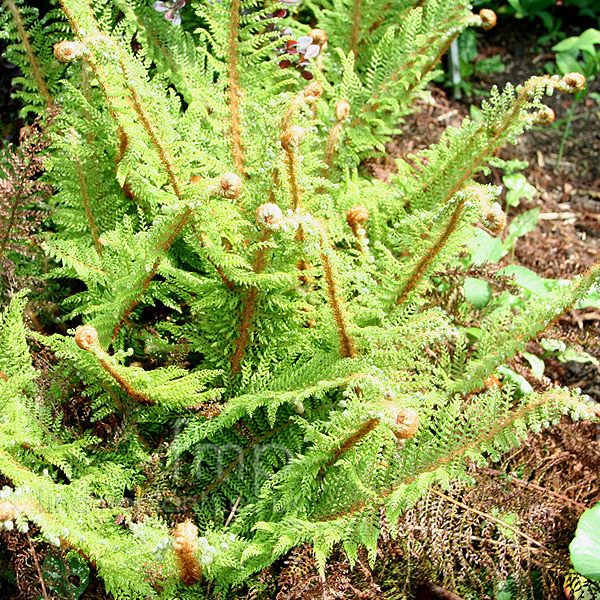 Big Photo of Polystichum Acutilobum