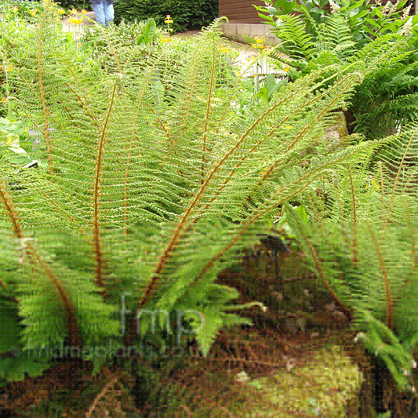 Big Photo of Polystichum Divisilobum