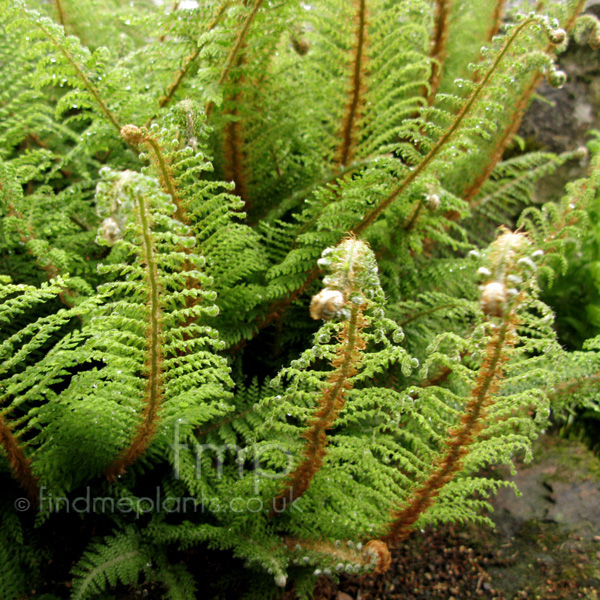 Big Photo of Polystichum Plumosum Lf