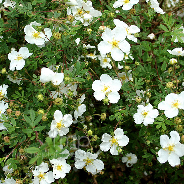 Big Photo of Potentilla Abbotswood