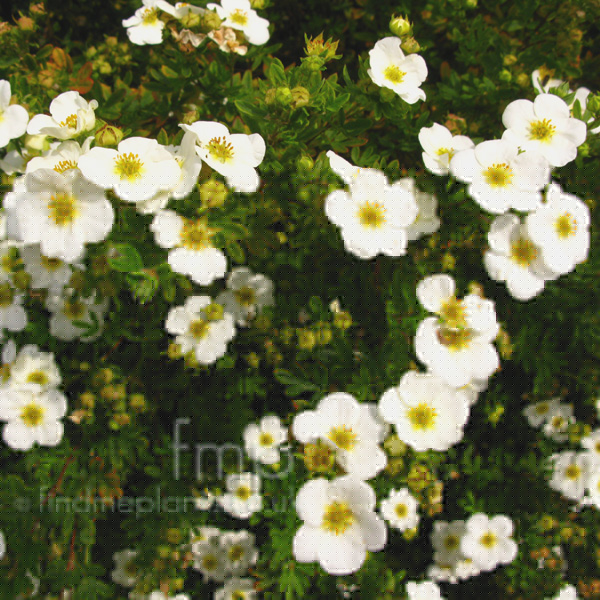 Big Photo of Potentilla Fruticosa Groneland Fl
