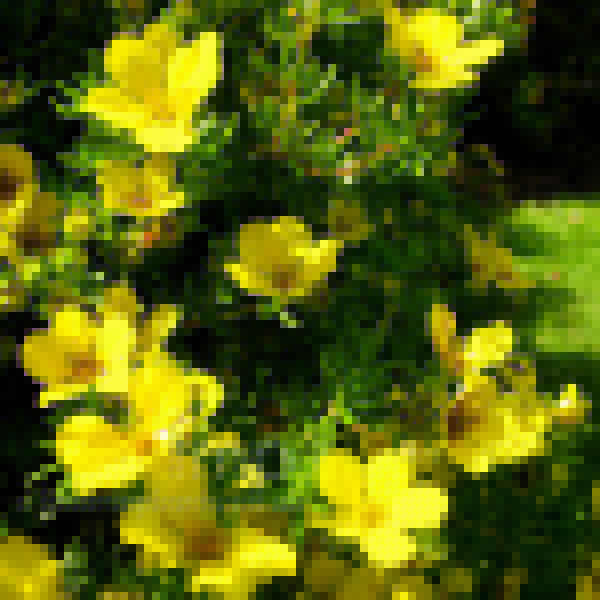 Big Photo of Potentilla Paerifolia Fl