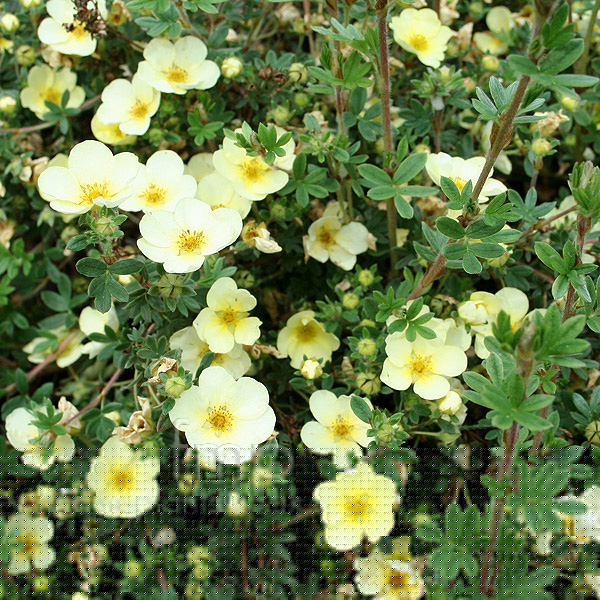 Big Photo of Potentilla Primrose Beauty