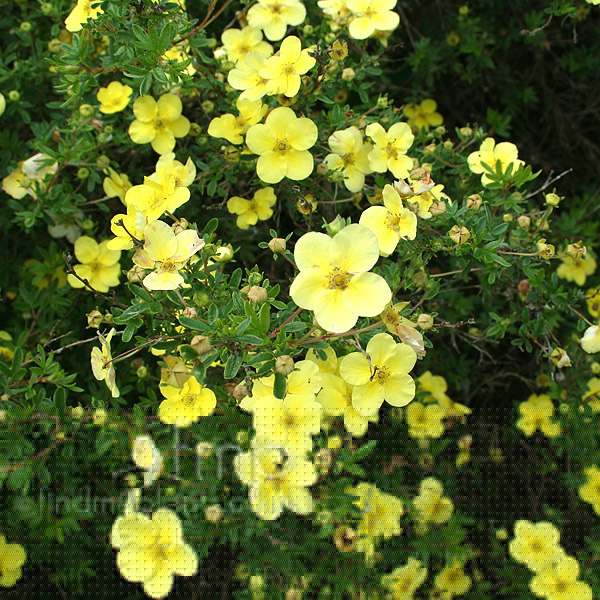 Big Photo of Potentilla Purdomii